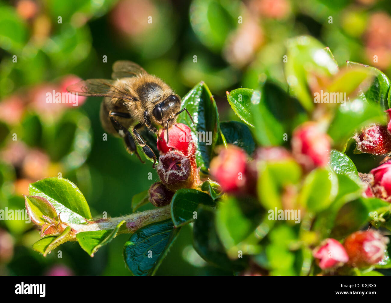Una ripresa macro di un miele delle api per raccogliere il polline da un cotoneaster bloom. Foto Stock