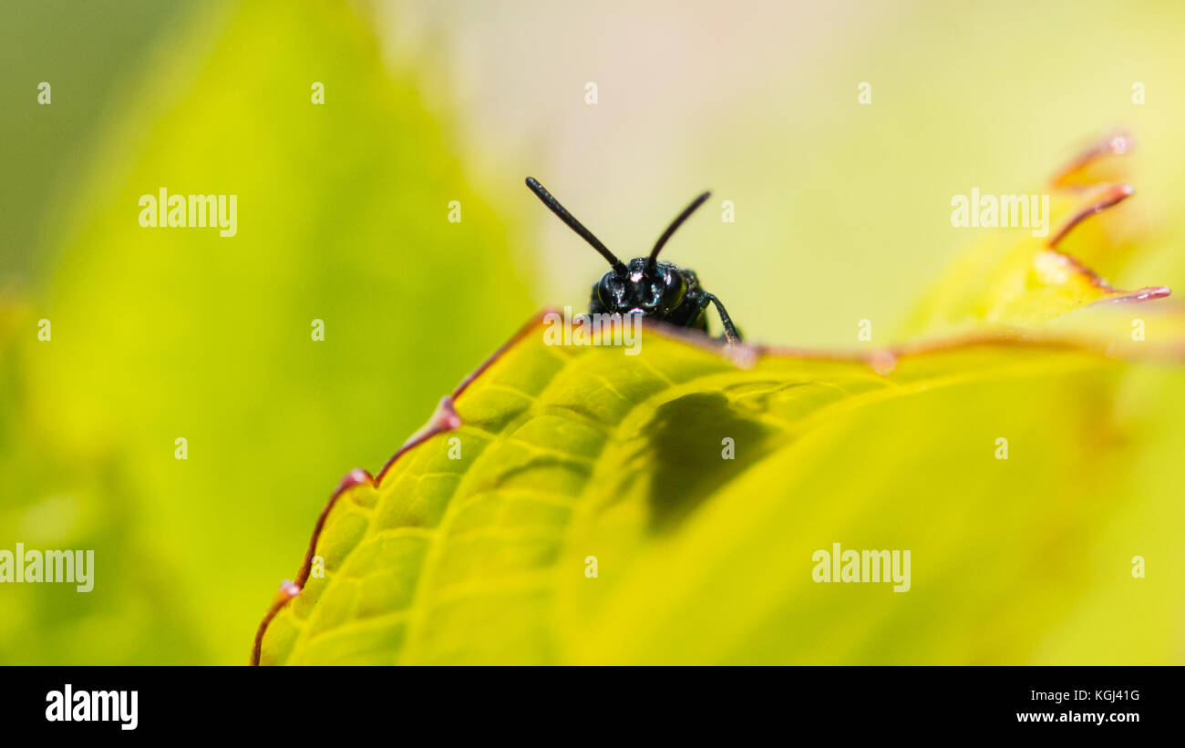 Una macro shot di sawfly peeking sopra la parte superiore di una foglia verde. Foto Stock