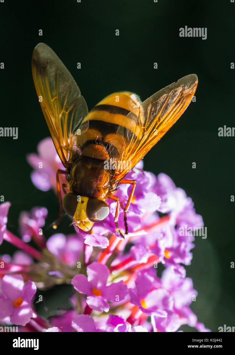 Una ripresa macro di un hornet mimare hoverfly alimentazione da un viola butterfly bush. Foto Stock