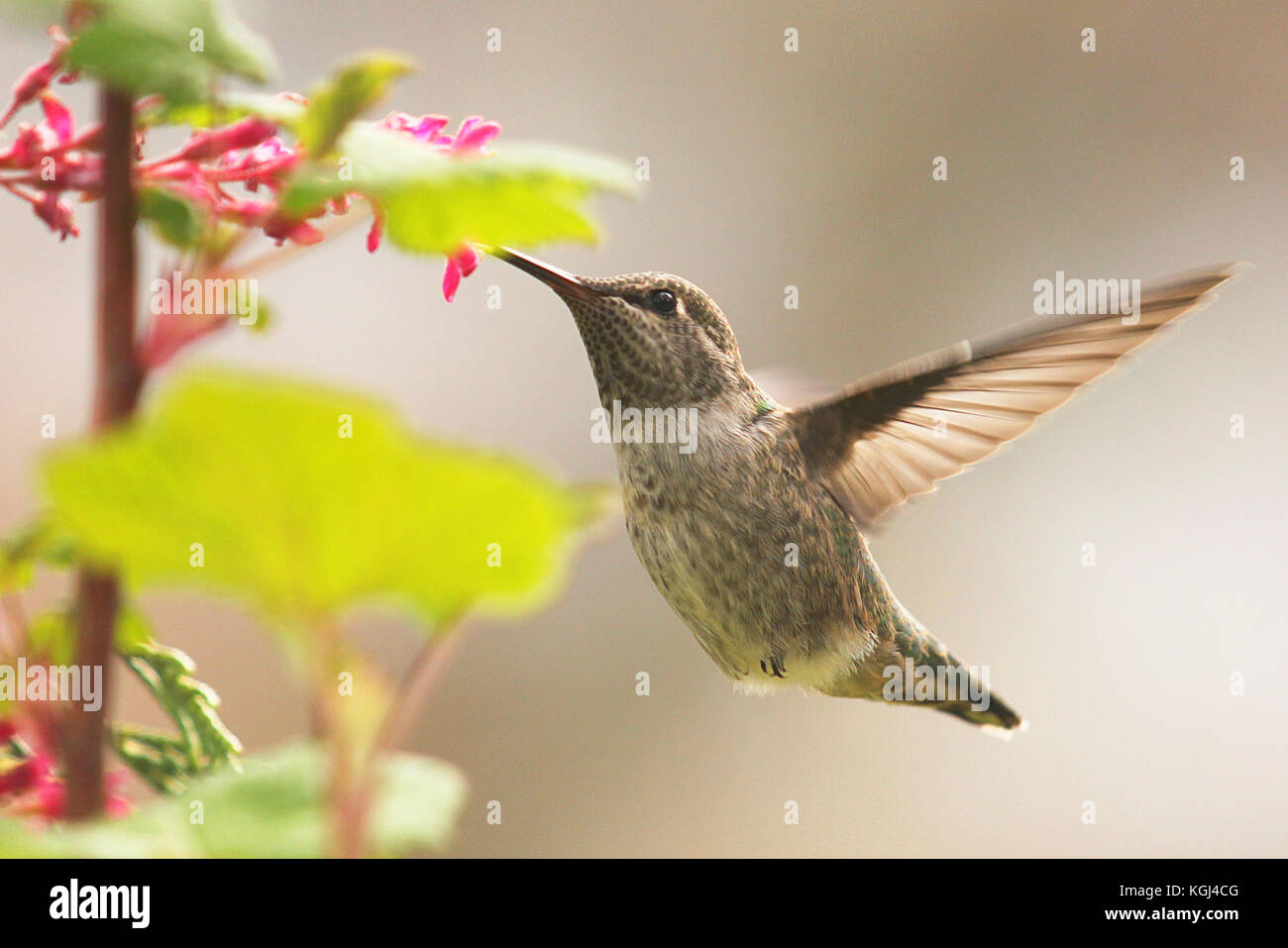 Anna (Hummingbird Calypte anna) hovering e alimentazione su fiori in Thunderbird Park, Victoria in Canada Foto Stock