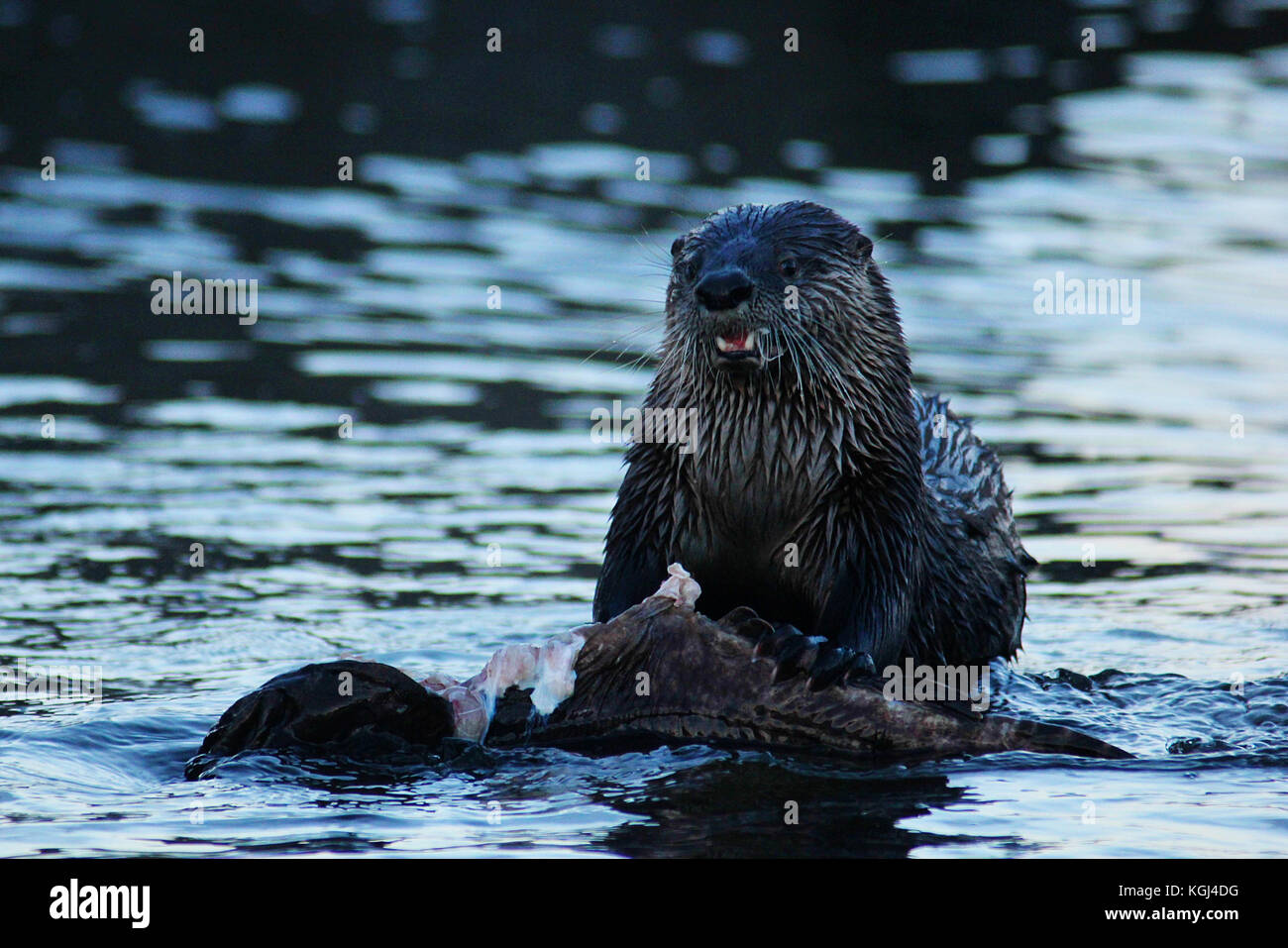 Lontra di fiume (Lutra canadensis) mangia il pesce in oceano vicino a Qualicum Beach, sul British Columbia Isola di Vancouver in Canada Foto Stock