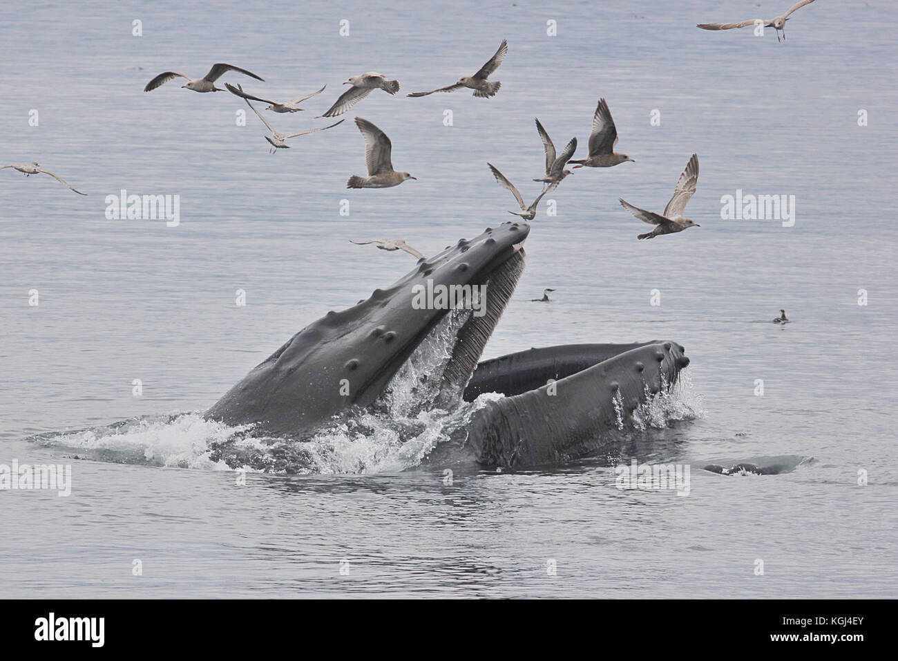 Humpback Whale (Megaptera novaeangliae) bolla net alimentando in Blackfish Suono, al largo della costa della isola di Vancouver in British Columbia, Canada Foto Stock