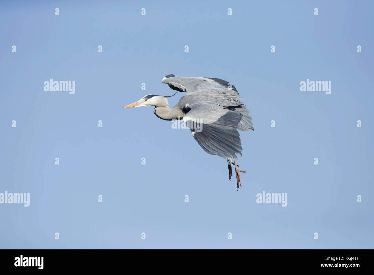 Airone cinerino (Ardea cinerea) adulto, con piedini abbassati attorno alla terra, cumbria, Inghilterra, marzo Foto Stock