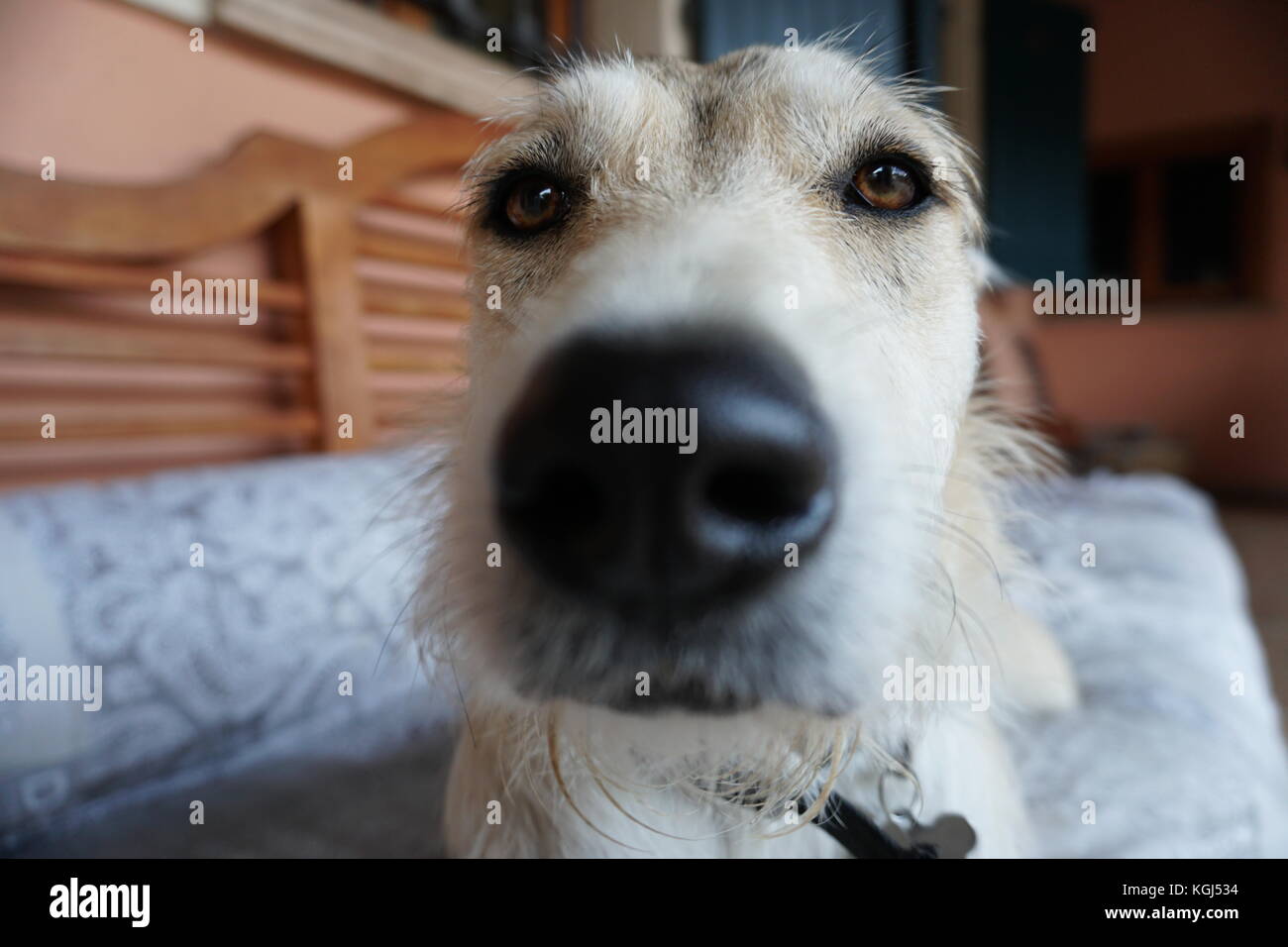 Foto di un giovane cane al muso. Il cane sembra interessato circa la fotocamera. Foto Stock