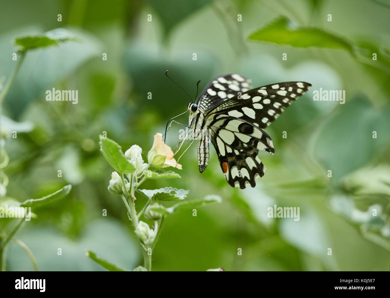 Un comune calce butterfly (Papilio demoleus), Crimson Butterfly di Rose, gruppo di farfalle sul terreno Foto Stock