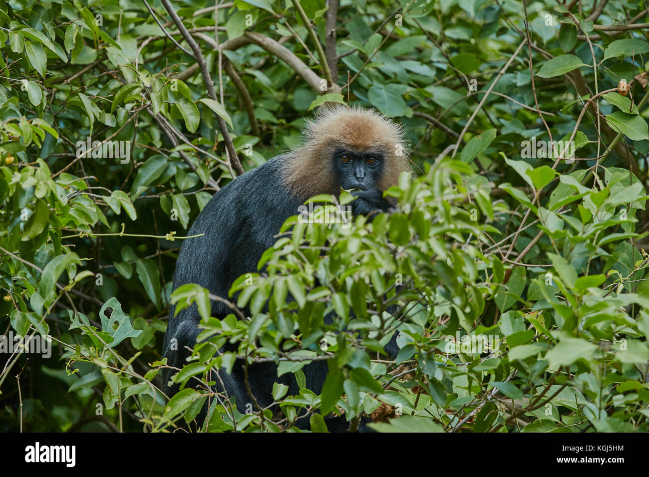 Perso nel fogliame.. Un Nilgiri Langur dà un aspetto pensieroso Foto Stock