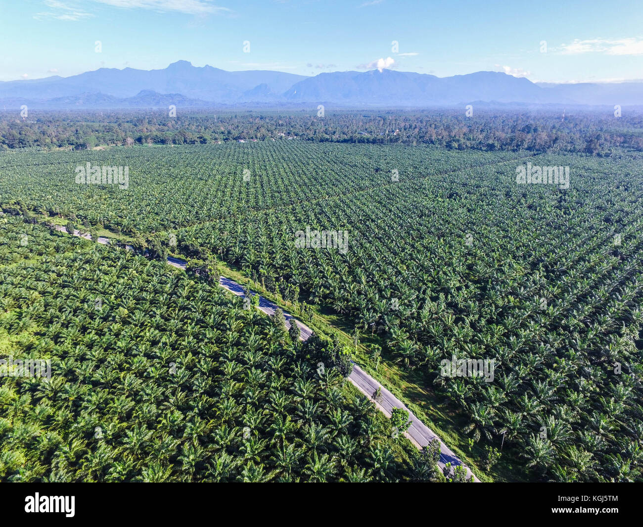 Olio di palma piantagione in Luwu Timur - Sud Sulawesi - Indonesia Foto Stock