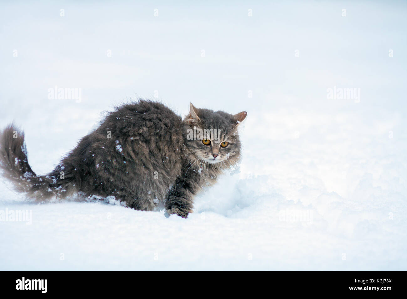 Ritratto di grigio gatto Siberiano passeggiate all'aperto in inverno nella neve profonda Foto Stock