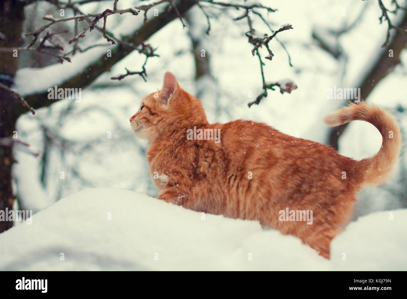 Lo zenzero gattino camminando su un albero coperto di neve Foto Stock