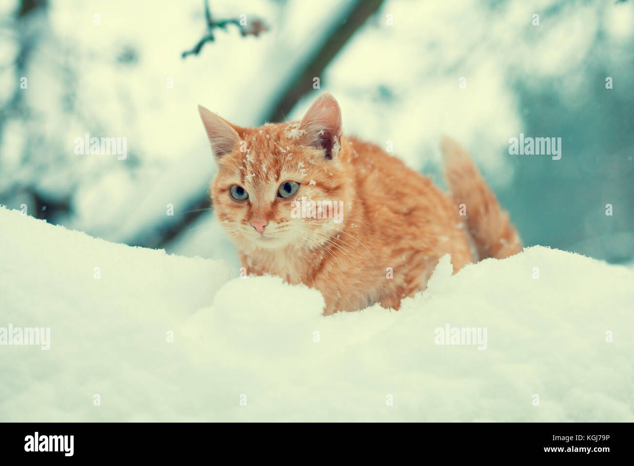 Lo zenzero gattino camminando su un albero coperto di neve Foto Stock