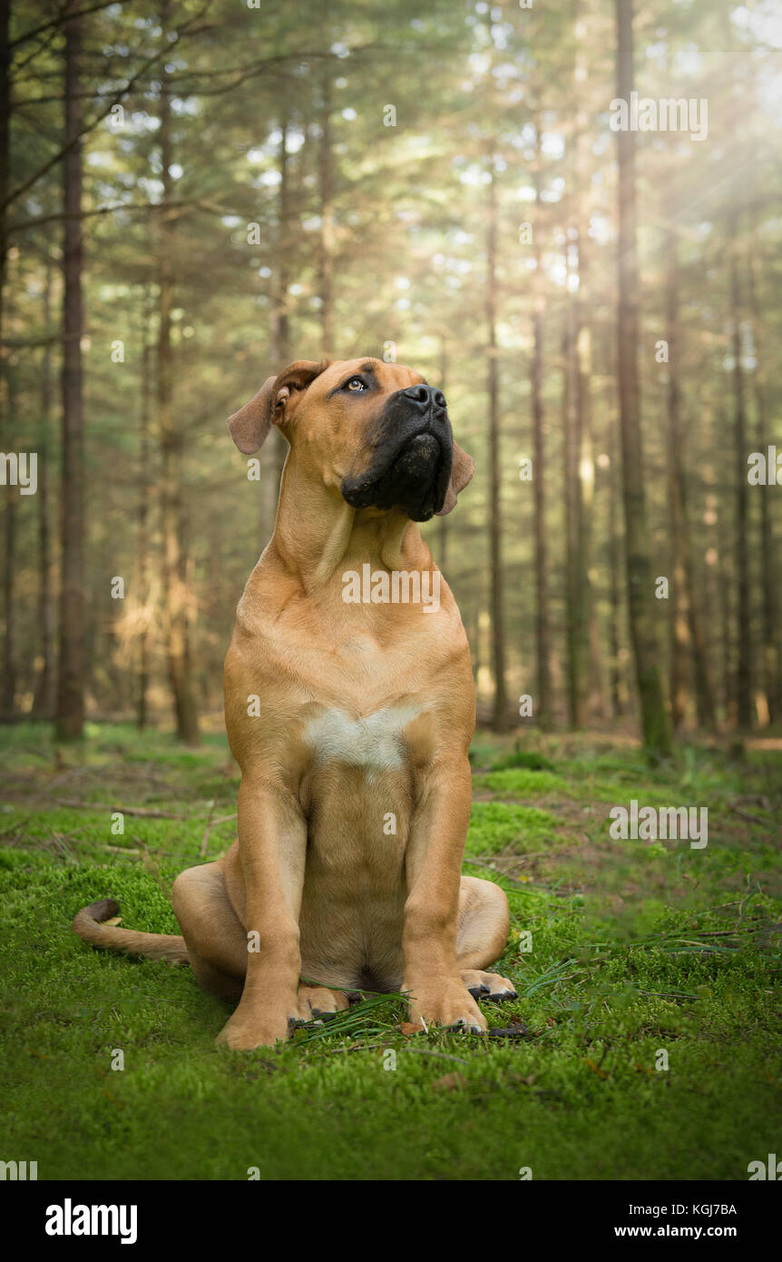 Giovane sudafricano mastiff cane seduto in una fiaba foresta guardando fino alla luce Foto Stock