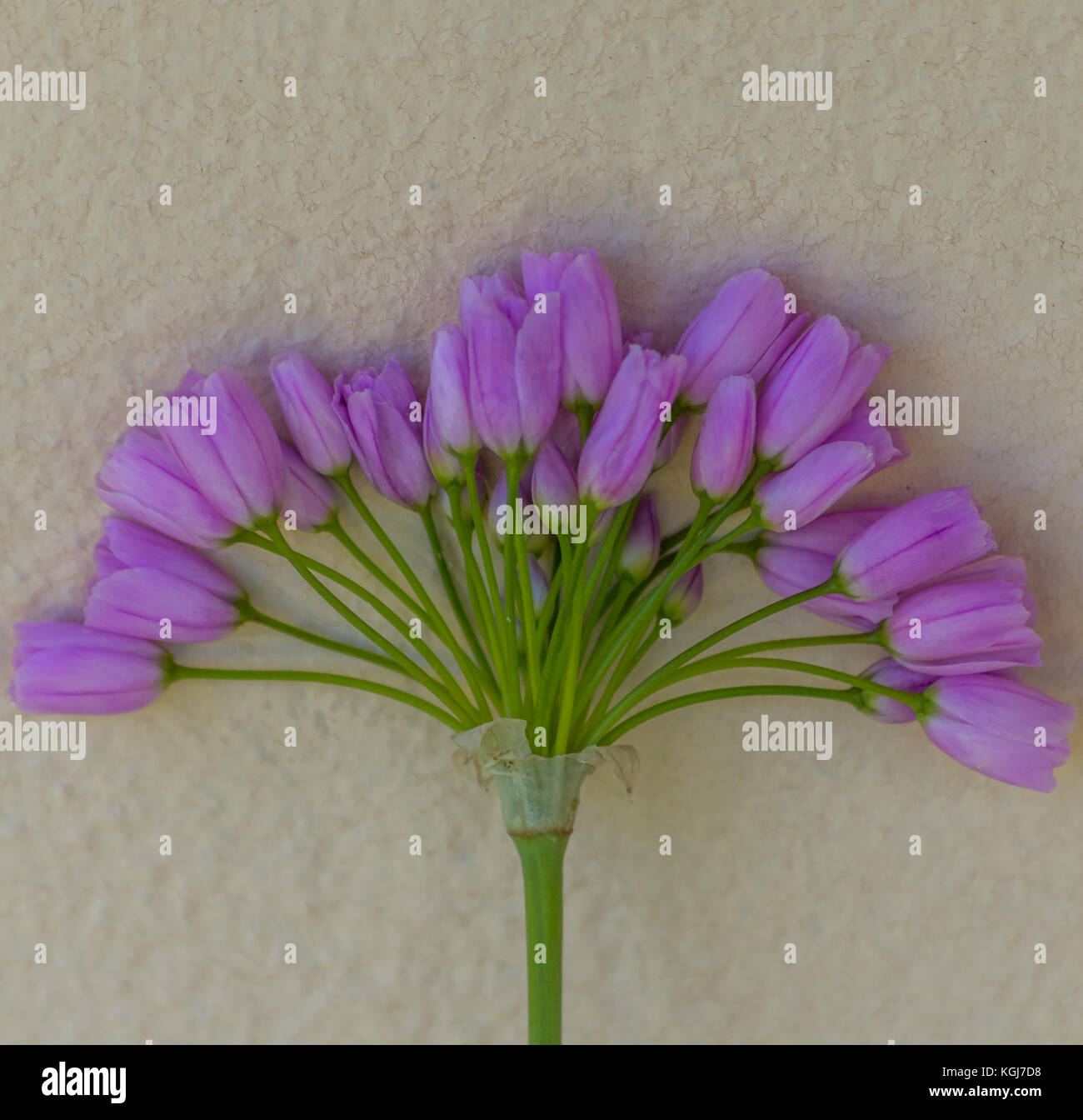 Una foto quadrata di porpora boccioli di fiori che somiglia a una mini bouquet. Foto Stock