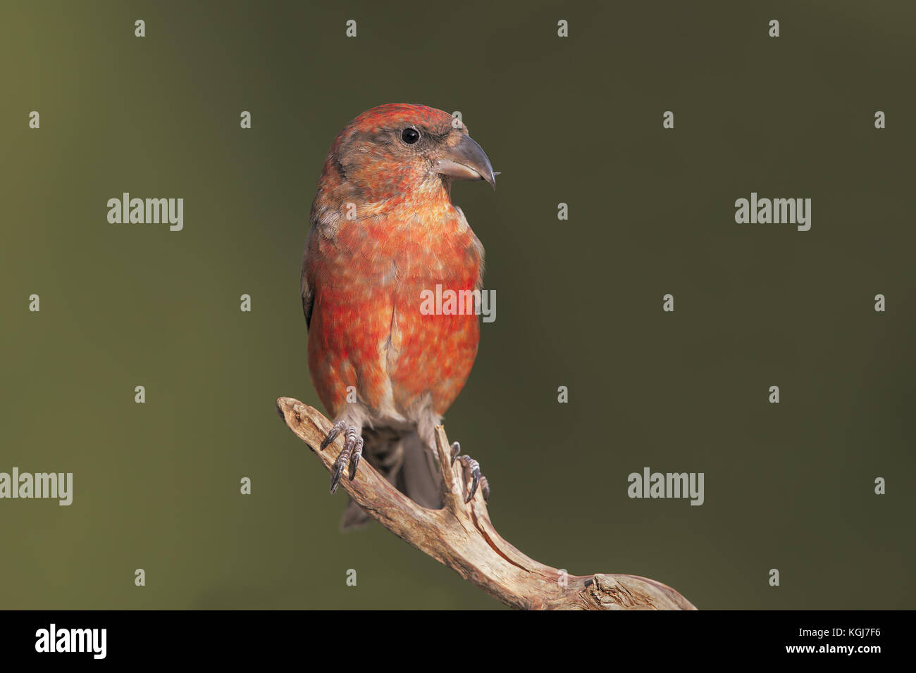 Crossbill maschio Foto Stock