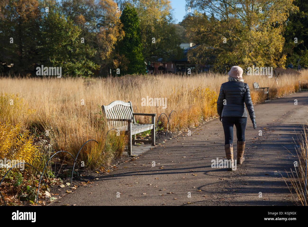 Stoke-on-Trent. Regno Unito Meteo. 8 Novembre, 2017. Luminosa e soleggiata e per iniziare la giornata in Trentham Gardens, boschi e parchi. In Trentham Gardens è il miglio lungo, Capability Brown progettato, Trentham lago con una circolare la passeggiata a lago tutto intorno come si prende a parte il fiume di Trento. Credito: MediaWorldImages/Alamy Live News Foto Stock