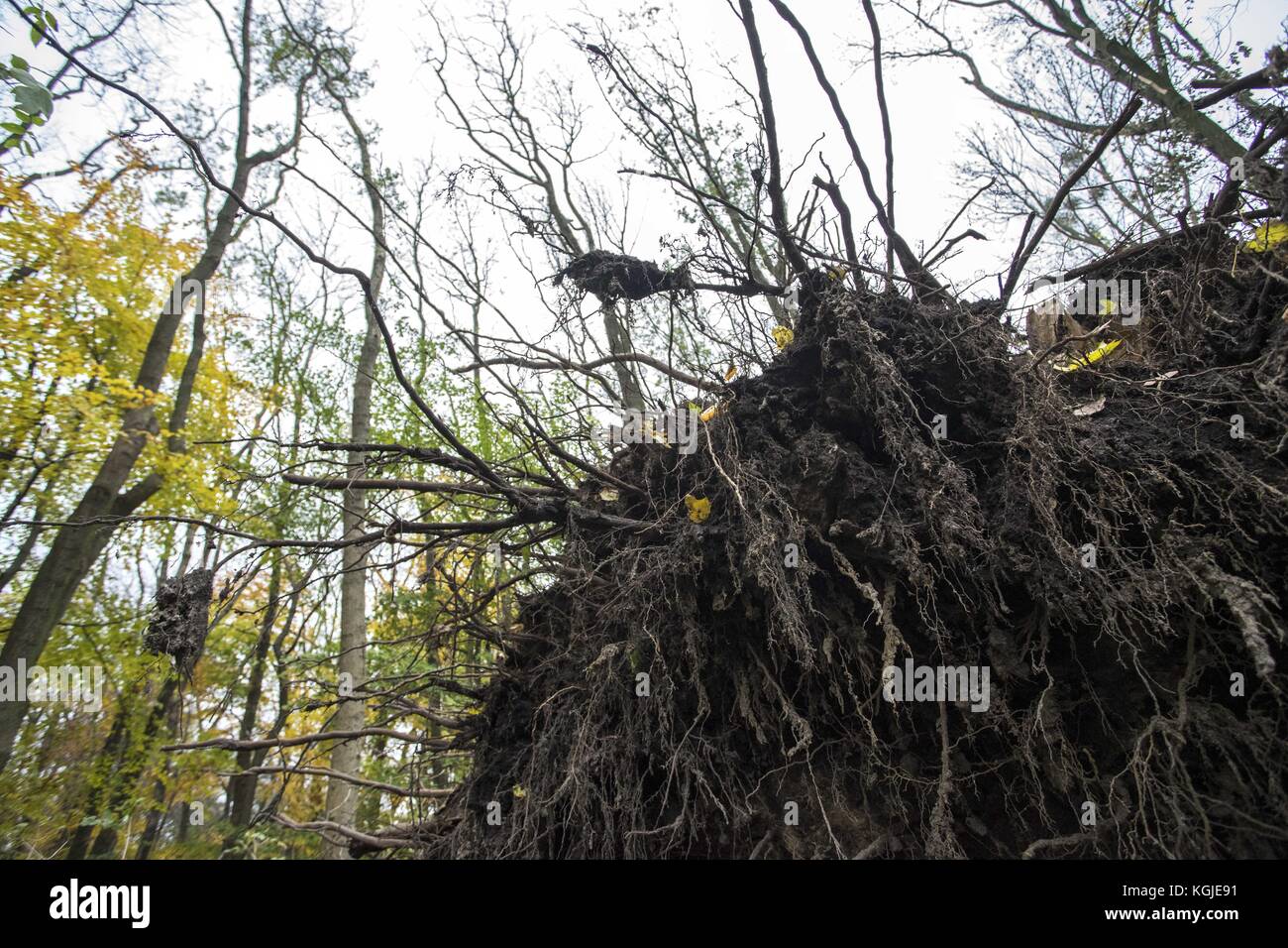 Poznan, Wielkopolska, Polonia. 8 novembre 2017. 8 novembre 2017 - Poznan, Polonia - alberi rotti dopo venti di forza da uragano Xavier e Gregor che sono passati attraverso la Polonia in ottobre e prima del prossimo forte vento, Martin, che passerà attraverso la Polonia questo fine settimana. Gli esperti affermano che, a causa del cambiamento climatico, fenomeni meteorologici simili possono verificarsi sempre più spesso. Crediti: Dawid Tatarkiewicz/ZUMA Wire/Alamy Live News Foto Stock