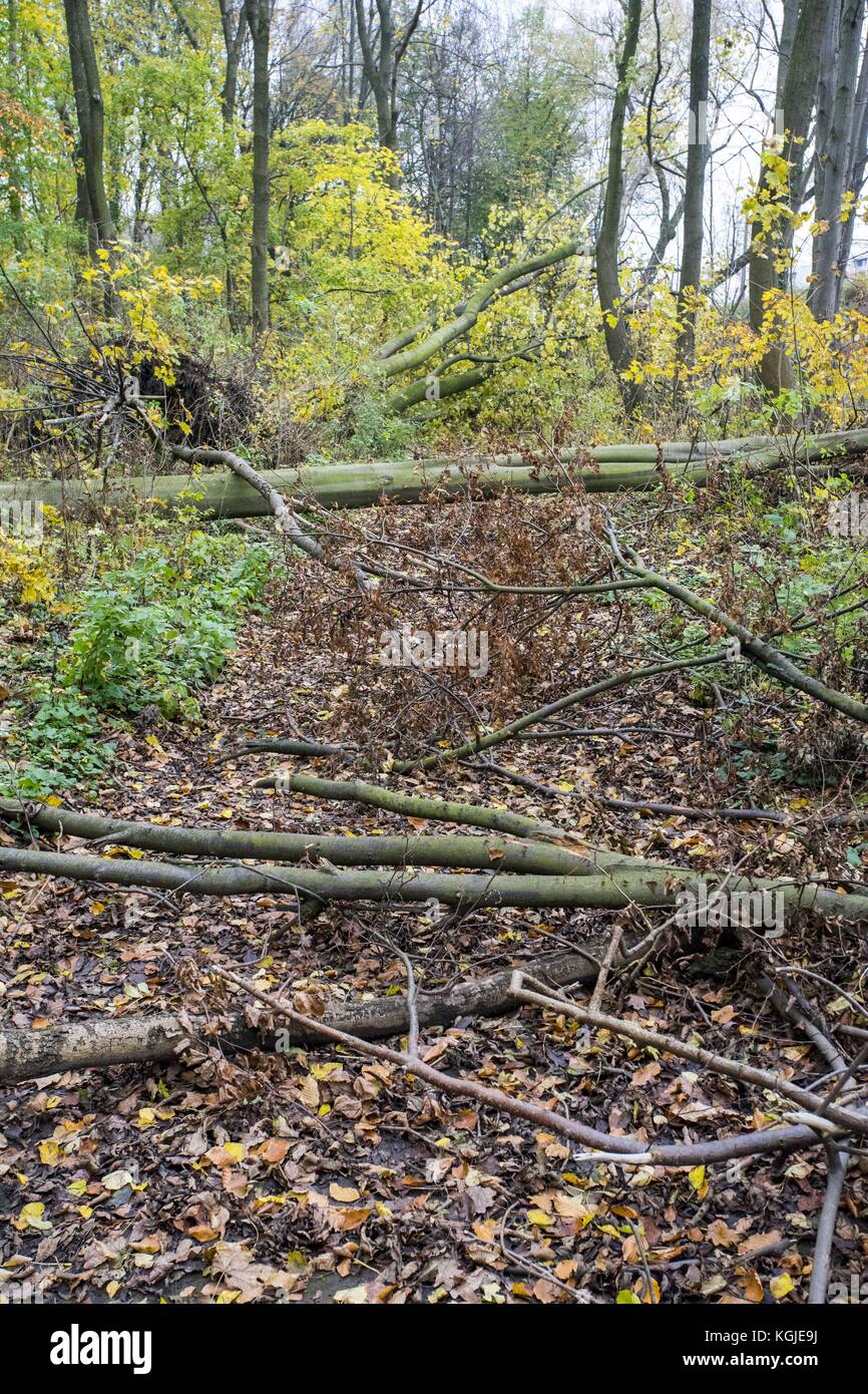 Poznan, Wielkopolska, Polonia. 8 novembre 2017. 8 novembre 2017 - Poznan, Polonia - alberi rotti dopo venti di forza da uragano Xavier e Gregor che sono passati attraverso la Polonia in ottobre e prima del prossimo forte vento, Martin, che passerà attraverso la Polonia questo fine settimana. Gli esperti affermano che, a causa del cambiamento climatico, fenomeni meteorologici simili possono verificarsi sempre più spesso. Crediti: Dawid Tatarkiewicz/ZUMA Wire/Alamy Live News Foto Stock