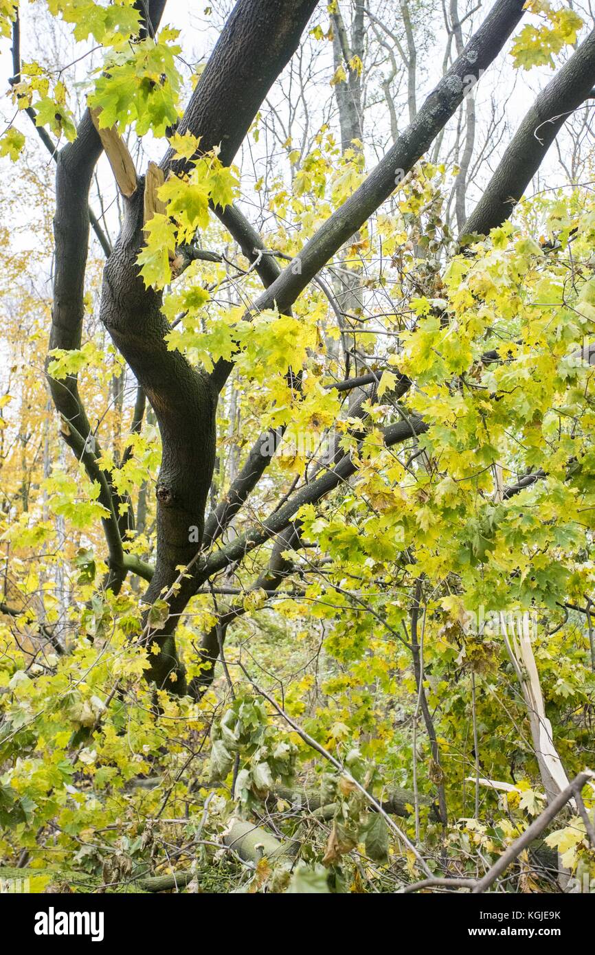 Poznan, Wielkopolska, Polonia. 8 novembre 2017. 8 novembre 2017 - Poznan, Polonia - alberi rotti dopo venti di forza da uragano Xavier e Gregor che sono passati attraverso la Polonia in ottobre e prima del prossimo forte vento, Martin, che passerà attraverso la Polonia questo fine settimana. Gli esperti affermano che, a causa del cambiamento climatico, fenomeni meteorologici simili possono verificarsi sempre più spesso. Crediti: Dawid Tatarkiewicz/ZUMA Wire/Alamy Live News Foto Stock