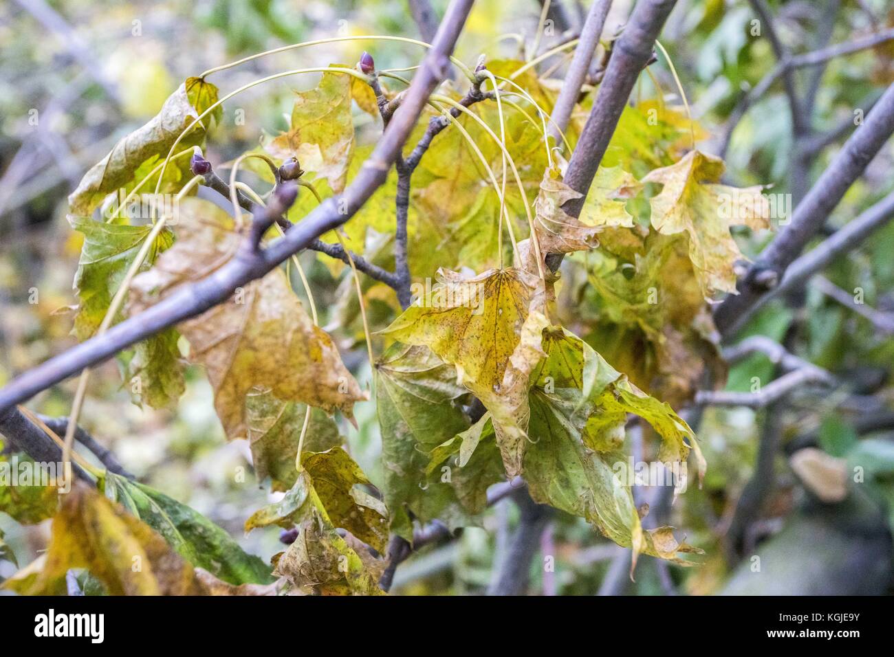 Poznan, wielkopolska, Polonia. 8 novembre, 2017. 8 novembre 2017 - Poznan, Polonia - alberi rotto dopo venti della forza di un uragano xavier e Gregor che è passato attraverso la Polonia in ottobre e prima del prossimo vento forte, Martin, che passerà attraverso la Polonia in questo fine settimana. Gli esperti dicono che come risultato del cambiamento climatico, simili fenomeni atmosferici possono verificarsi più e più spesso. Credito: dawid tatarkiewicz/zuma filo/alamy live news Foto Stock