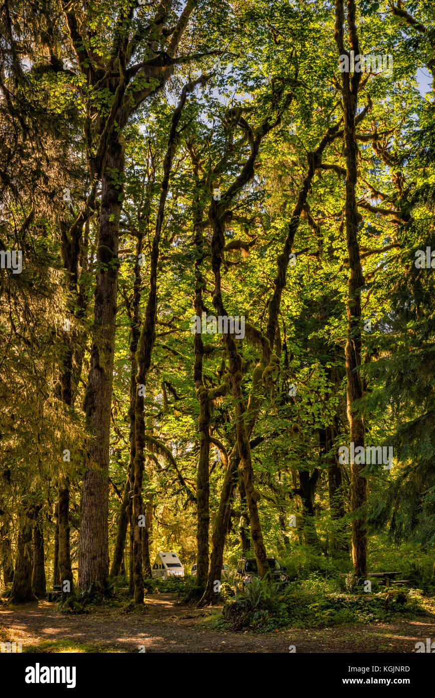 Foresta pluviale temperata, Queets Campeggio, Queets Valley, il Parco Nazionale di Olympic, nello stato di Washington, USA Foto Stock