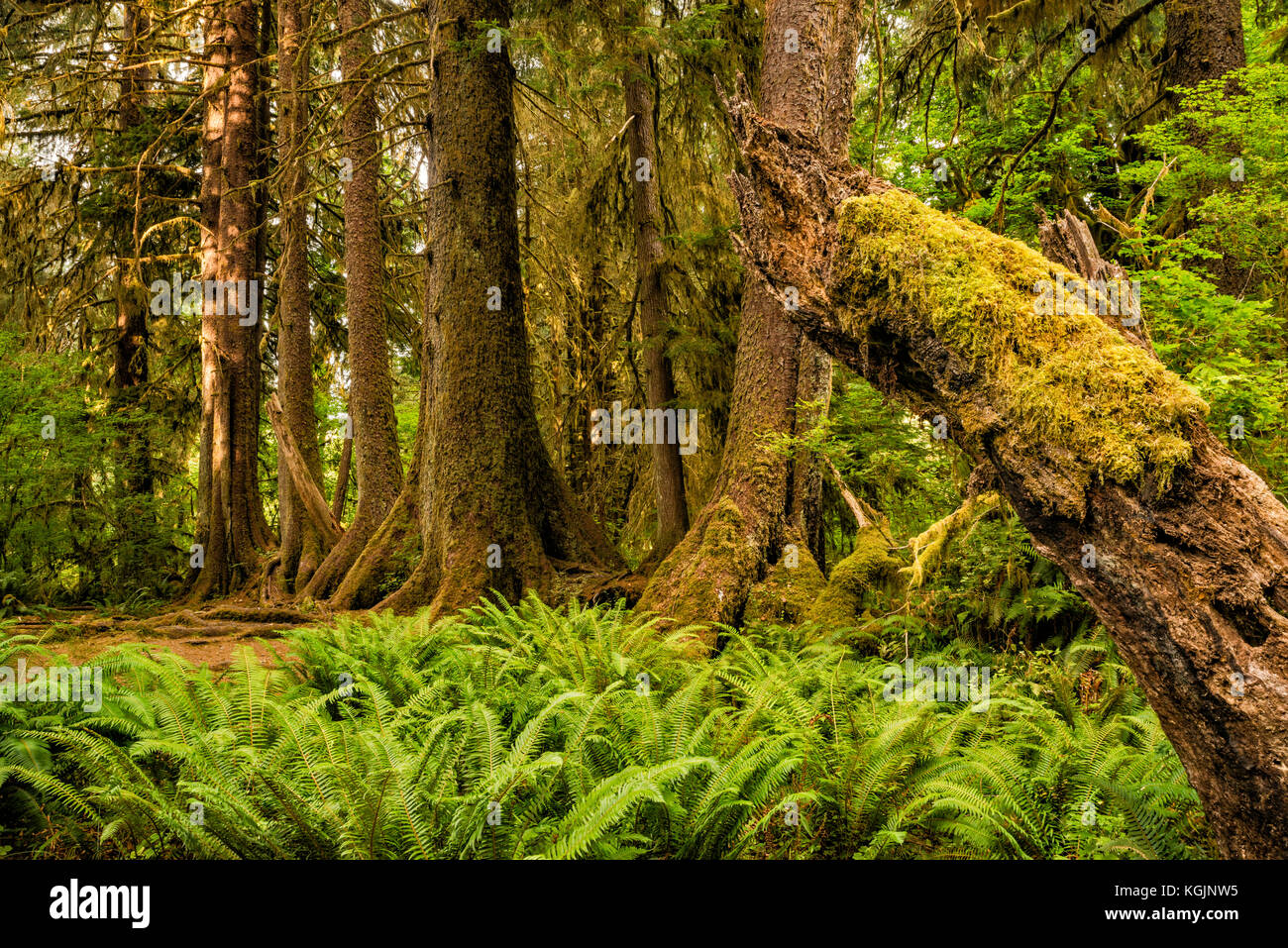 Colonnato di Sitka abete rosso, hemlock occidentale che cresce in linea retta sui resti del suo registro infermiera, Hoh Rain Forest, Olympic Nat Park, Washington, USA Foto Stock