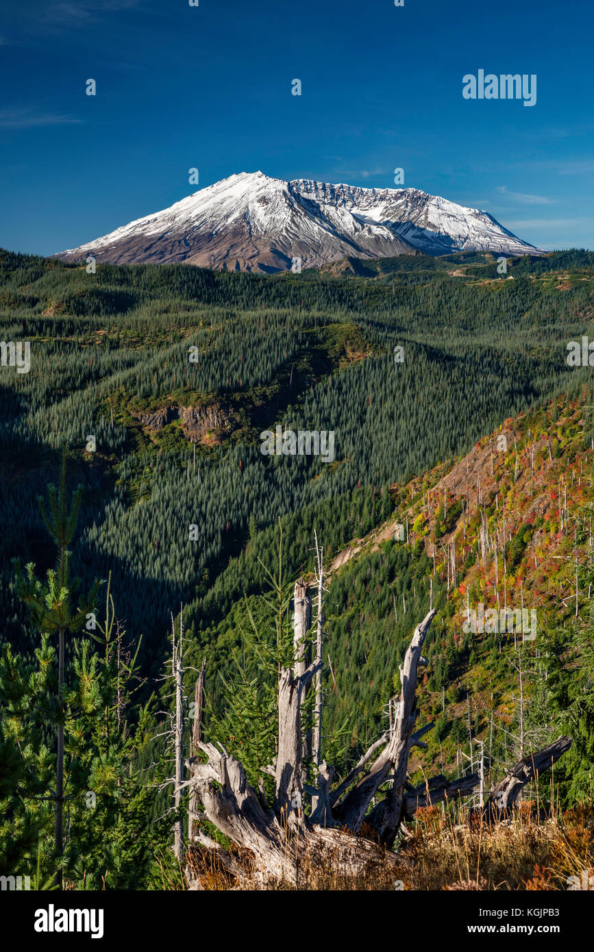 Monte St Helens volcano, blast zona dall eruzione del 1980 ora coperto con nuovi alberi, Monte St Helens National Volcanic Monument, Washington, Stati Uniti d'America Foto Stock