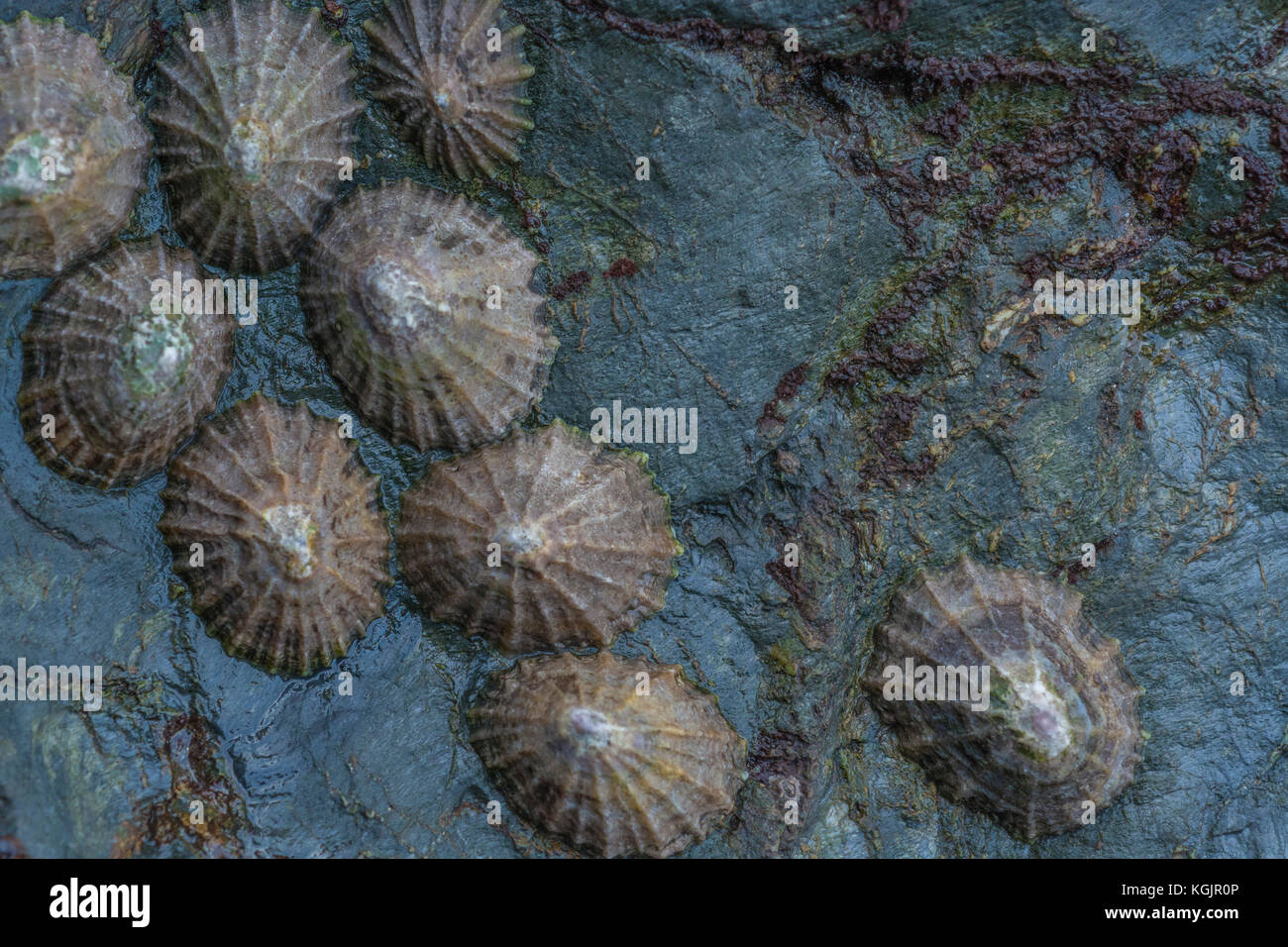 Cluster di comune patelle (Patella vulgata) su uno sperone roccioso a bassa marea. Le patelle sono molluschi commestibili - più cibo di sopravvivenza di gourmet roba. Foto Stock