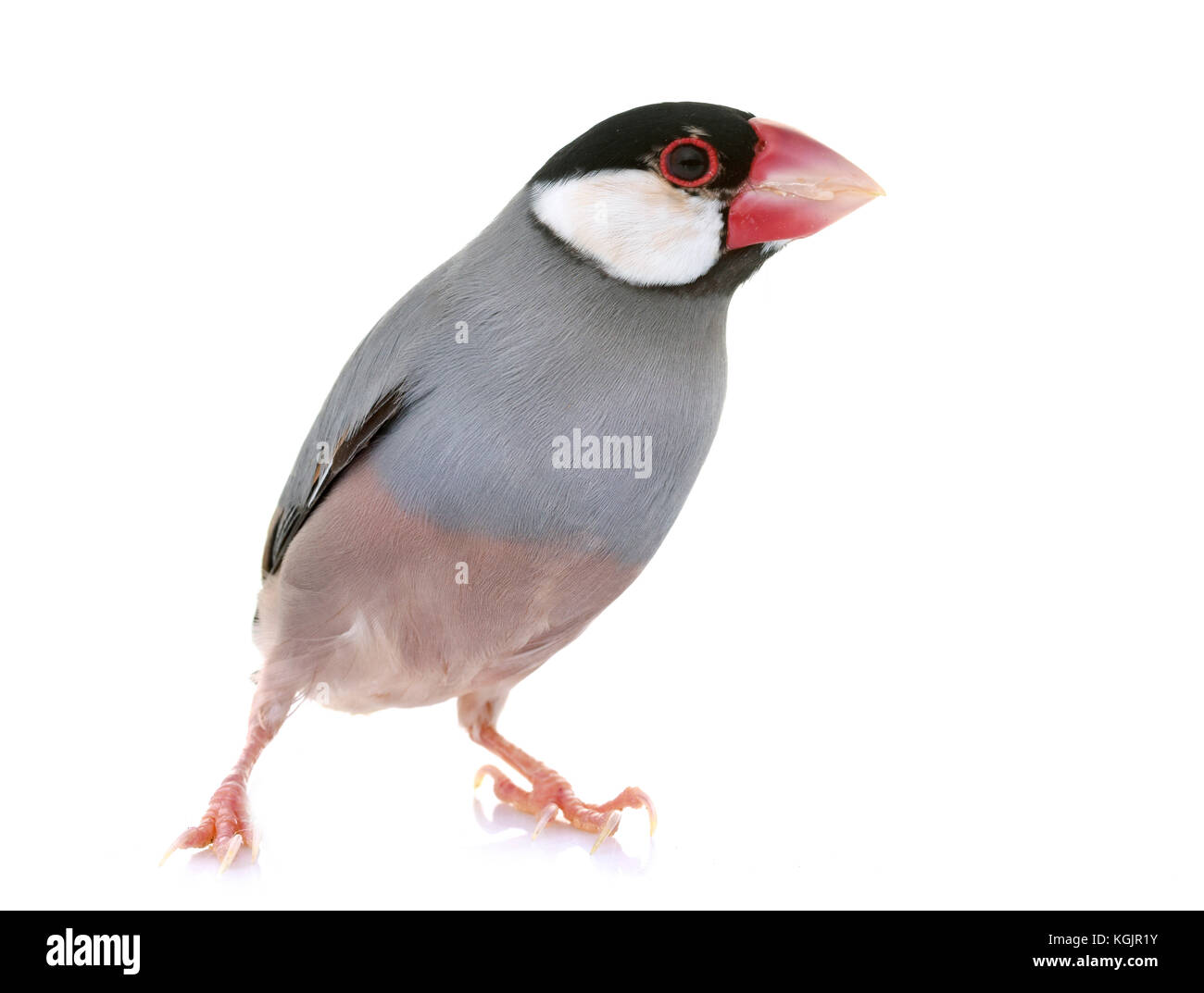 Java sparrow davanti a uno sfondo bianco Foto Stock