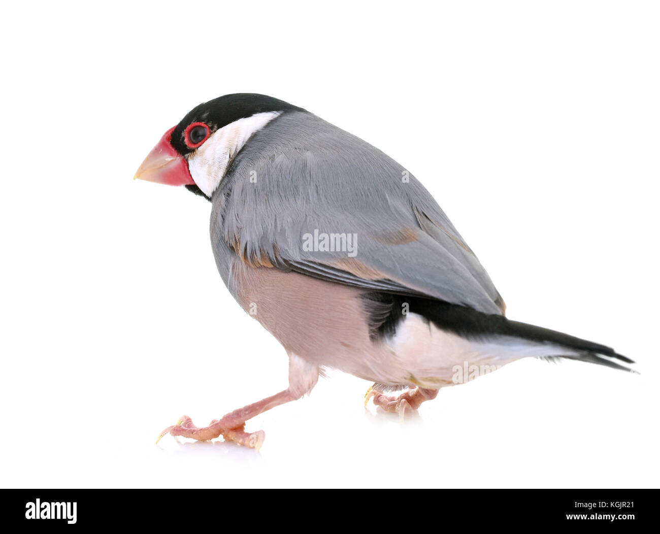 Java sparrow davanti a uno sfondo bianco Foto Stock