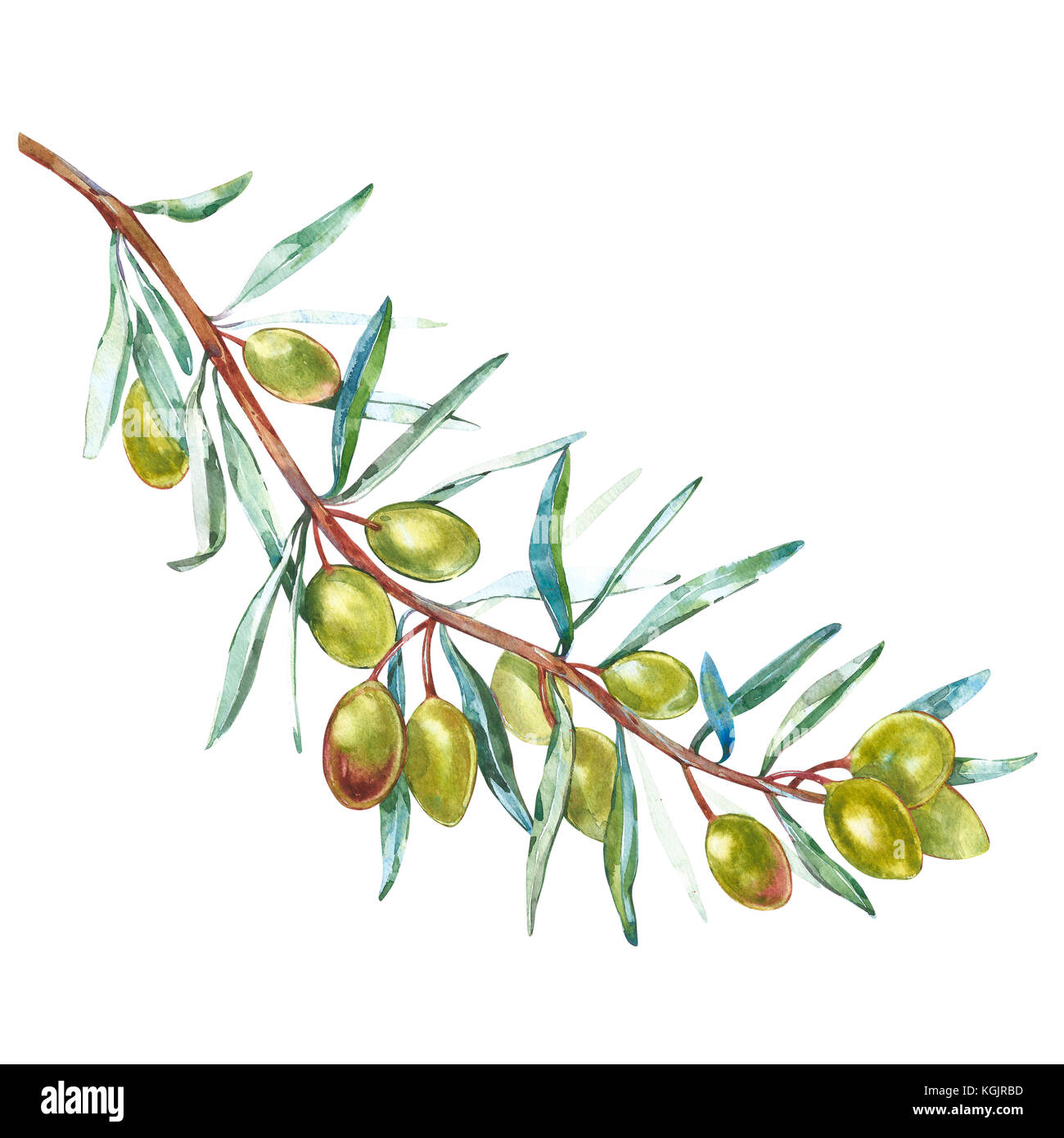 Olive Branch con olive verdi su sfondo bianco isolato. acquerello illustrazioni. elementi botanici per il design. Foto Stock