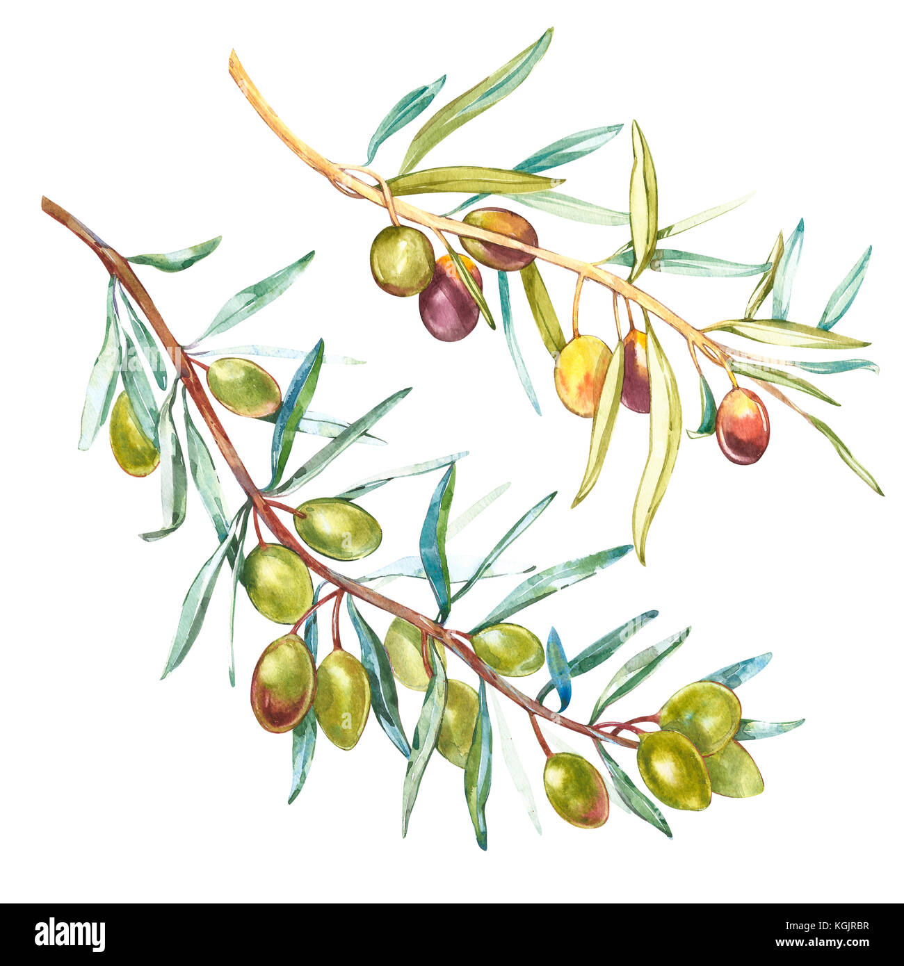 Un ramo di ripe olive verdi. acquerello e illustrazione botanica isolati su sfondo bianco. Elementi per decorare la progettazione di imballaggi. Foto Stock