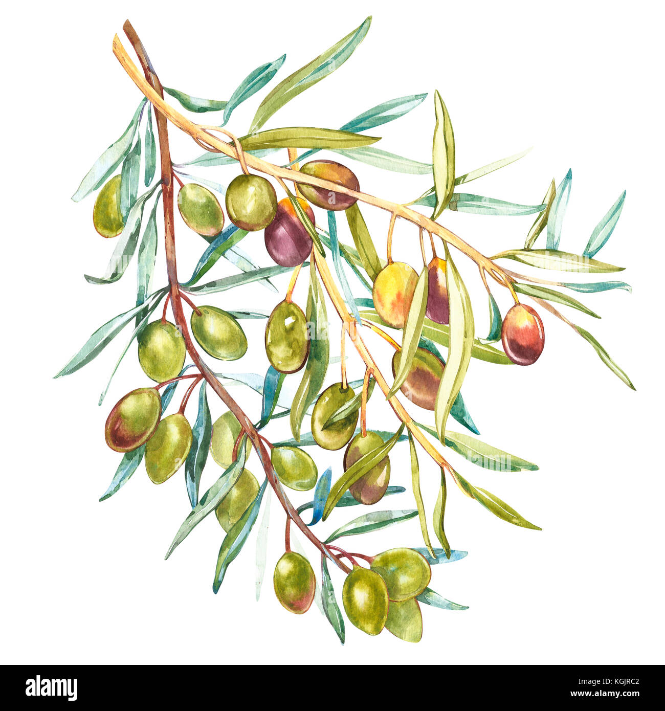 Acquerello illustrazione realistica di olive nere e verdi ramo isolato su sfondo bianco. design per l'olio d'oliva, prodotti cosmetici naturali, prodotti sanitari. Foto Stock