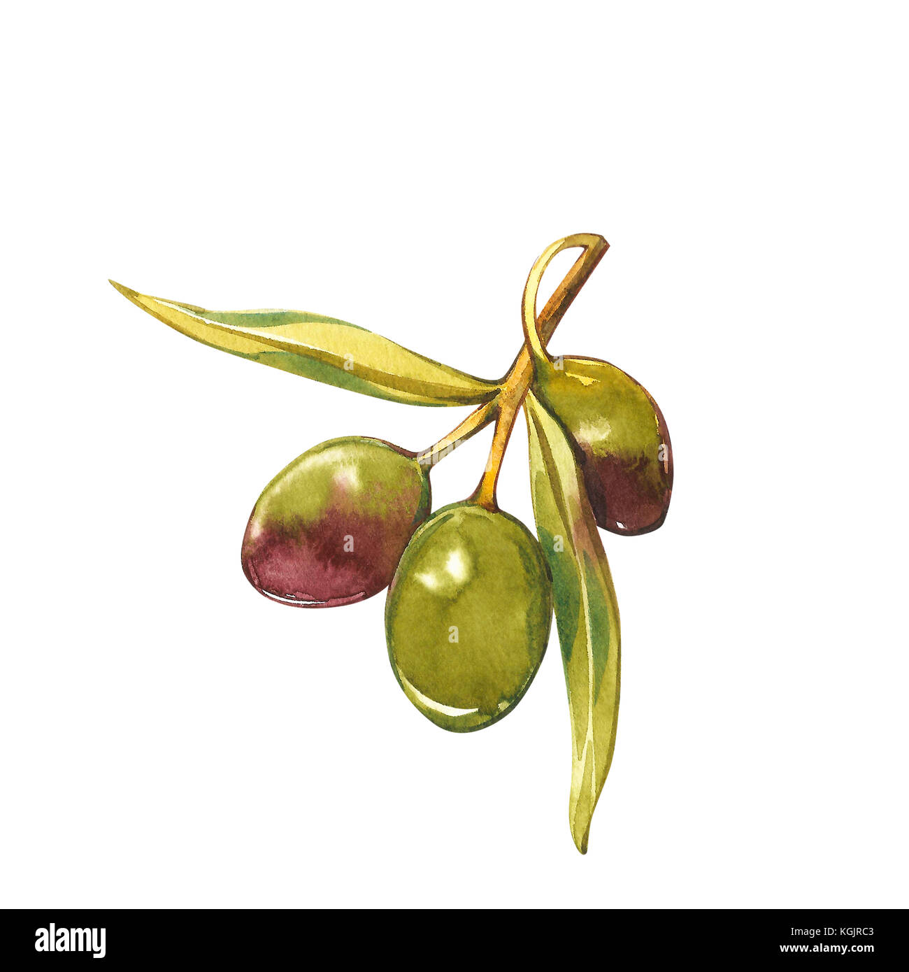 Un ramo di ripe olive verdi. acquerello e illustrazione botanica isolati su sfondo bianco. Elementi per decorare la progettazione di imballaggi. Foto Stock
