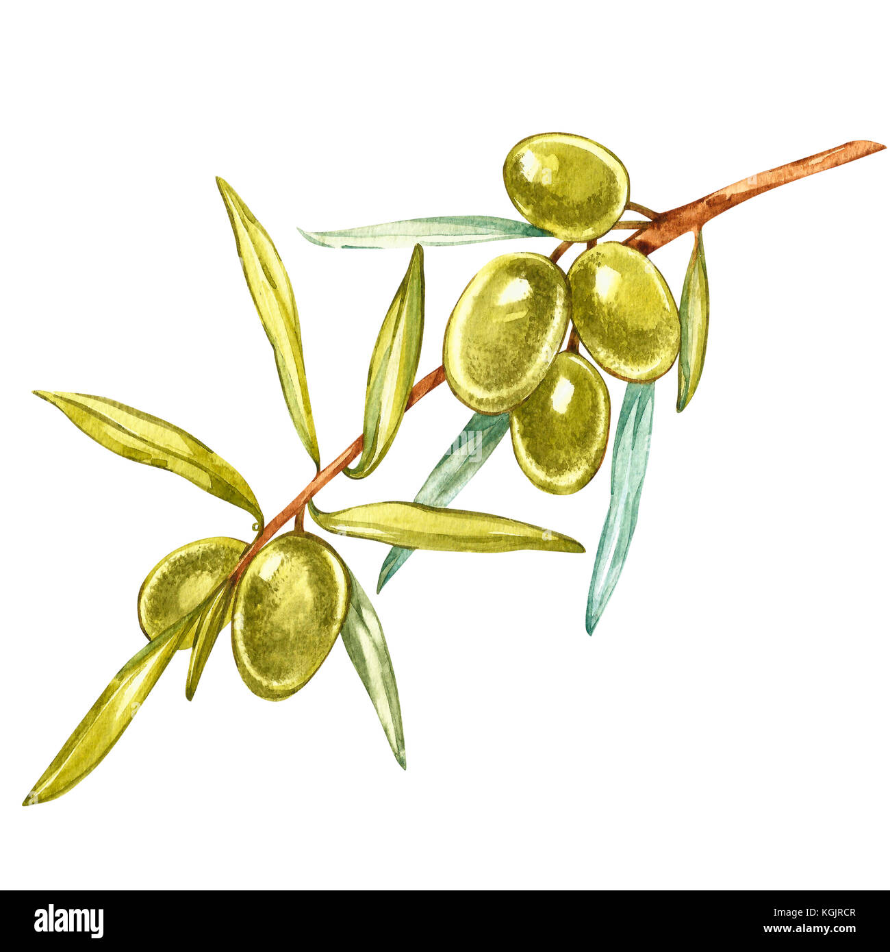Acquerello illustrazione realistica di olive verdi ramo isolato su sfondo bianco. design per l'olio d'oliva, prodotti cosmetici naturali, prodotti sanitari. Foto Stock