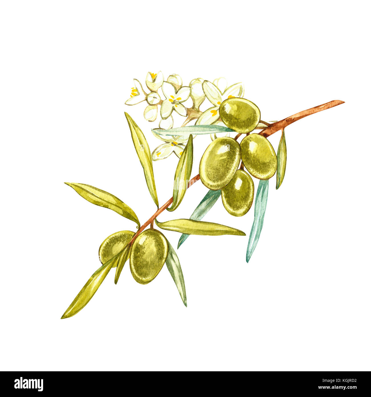 Acquerello illustrazione realistica di olive verdi ramo e fiori isolati su sfondo bianco. design per l'olio d'oliva, prodotti cosmetici naturali, prodotti sanitari. Foto Stock