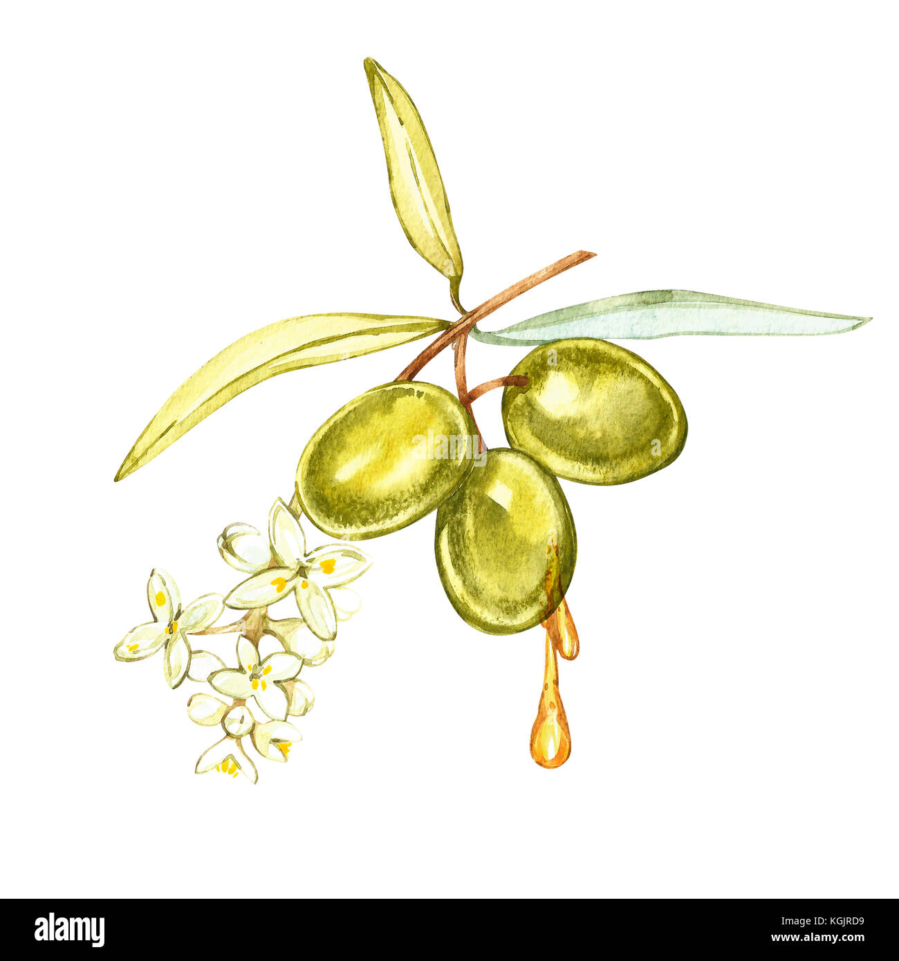 Oliva frutta e foglie di olivo su uno sfondo bianco. acquerello illustrazioni. gocce e schizzi di olio d'oliva. acquerello e illustrazione botanica. Foto Stock