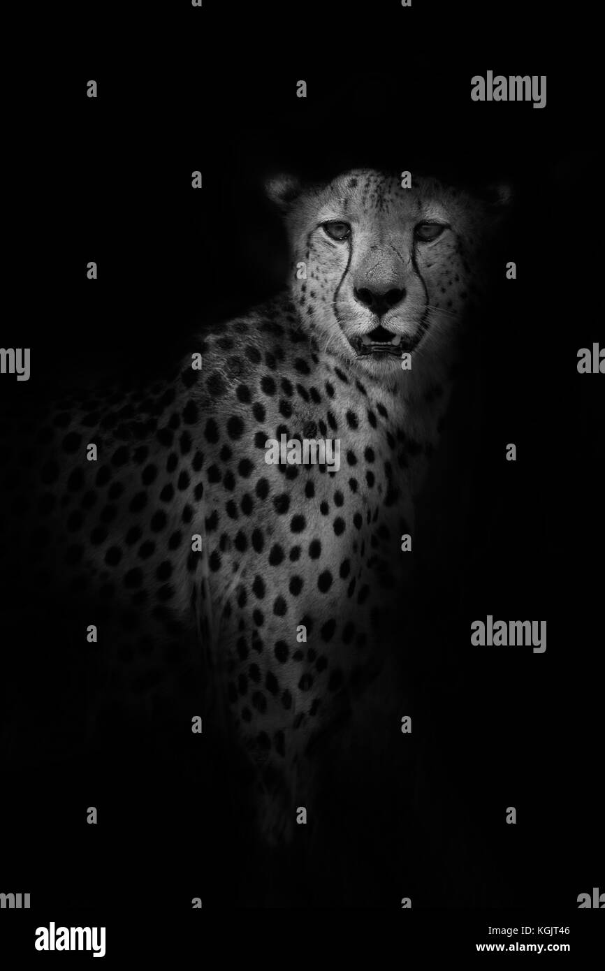 Foto in bianco e nero a basso contenuto chiave di un Cheetah nel Parco Nazionale Kruger, Sudafrica Foto Stock