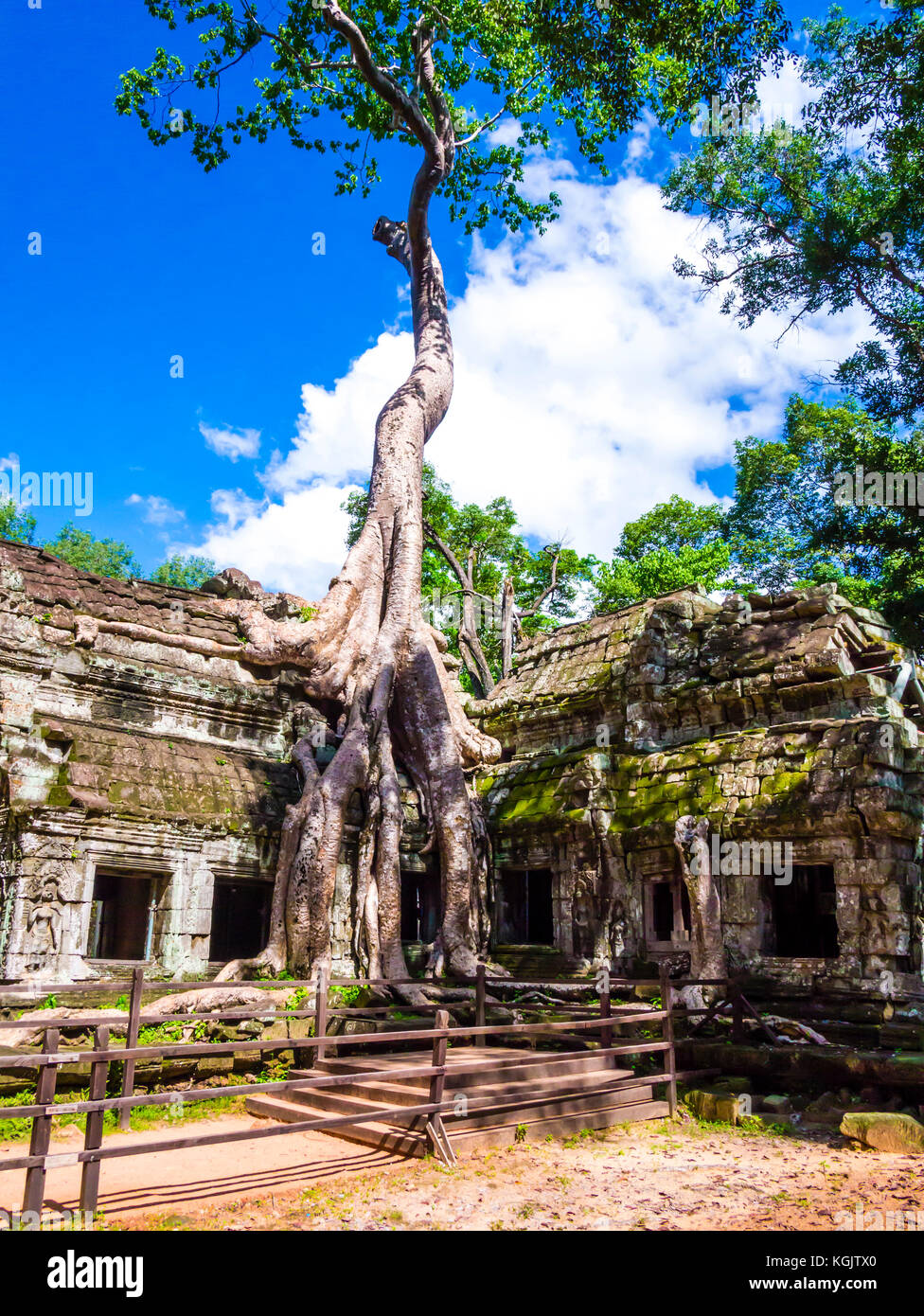 Le radici di una seta-cotton tree che corre lungo le antiche rovine del ta phrom, tempio di Angkor, Siem Reap provincia, Cambogia Foto Stock