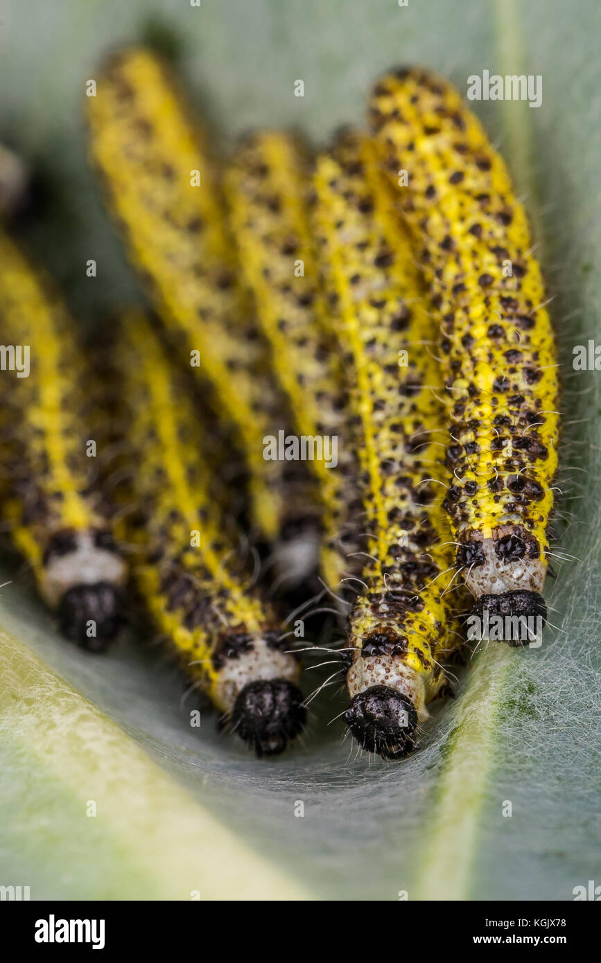 Foto verticale di parecchi caterpilars con dettaglio della singola. il bug è testina del nero e giallo lungo il corpo degli insetti ha pochi peli sul corpo. caterpilar Foto Stock