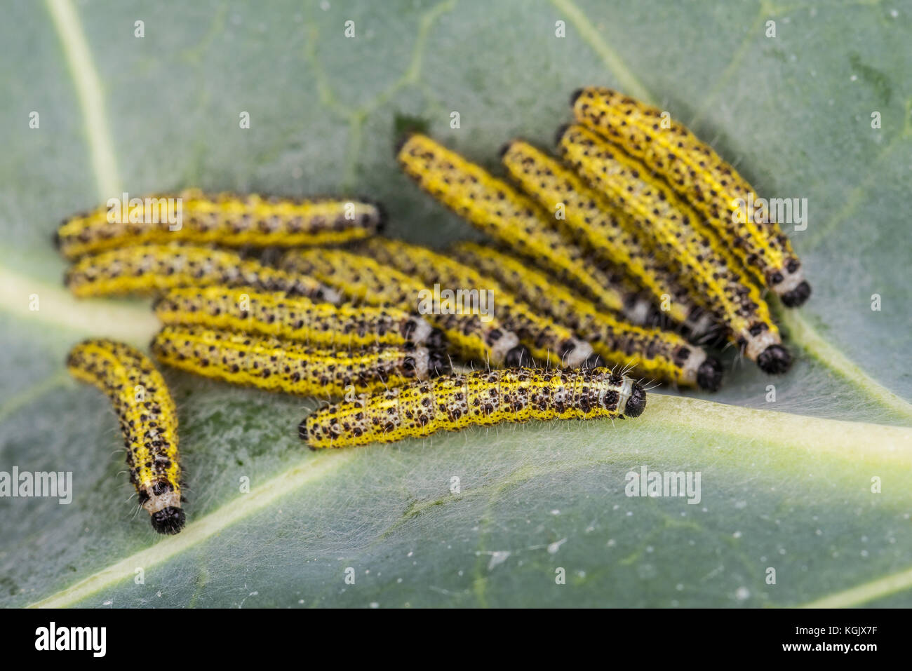 Foto orizzontale di diversi caterpilars con dettaglio della singola. il bug è testina del nero e giallo lungo il corpo degli insetti ha pochi peli sul corpo. caterpil Foto Stock