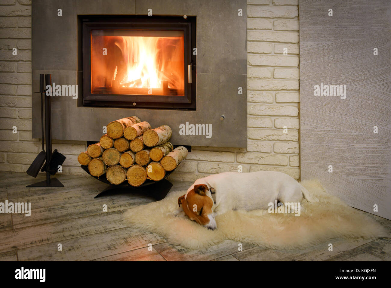 Jack Russel terrier Foto Stock