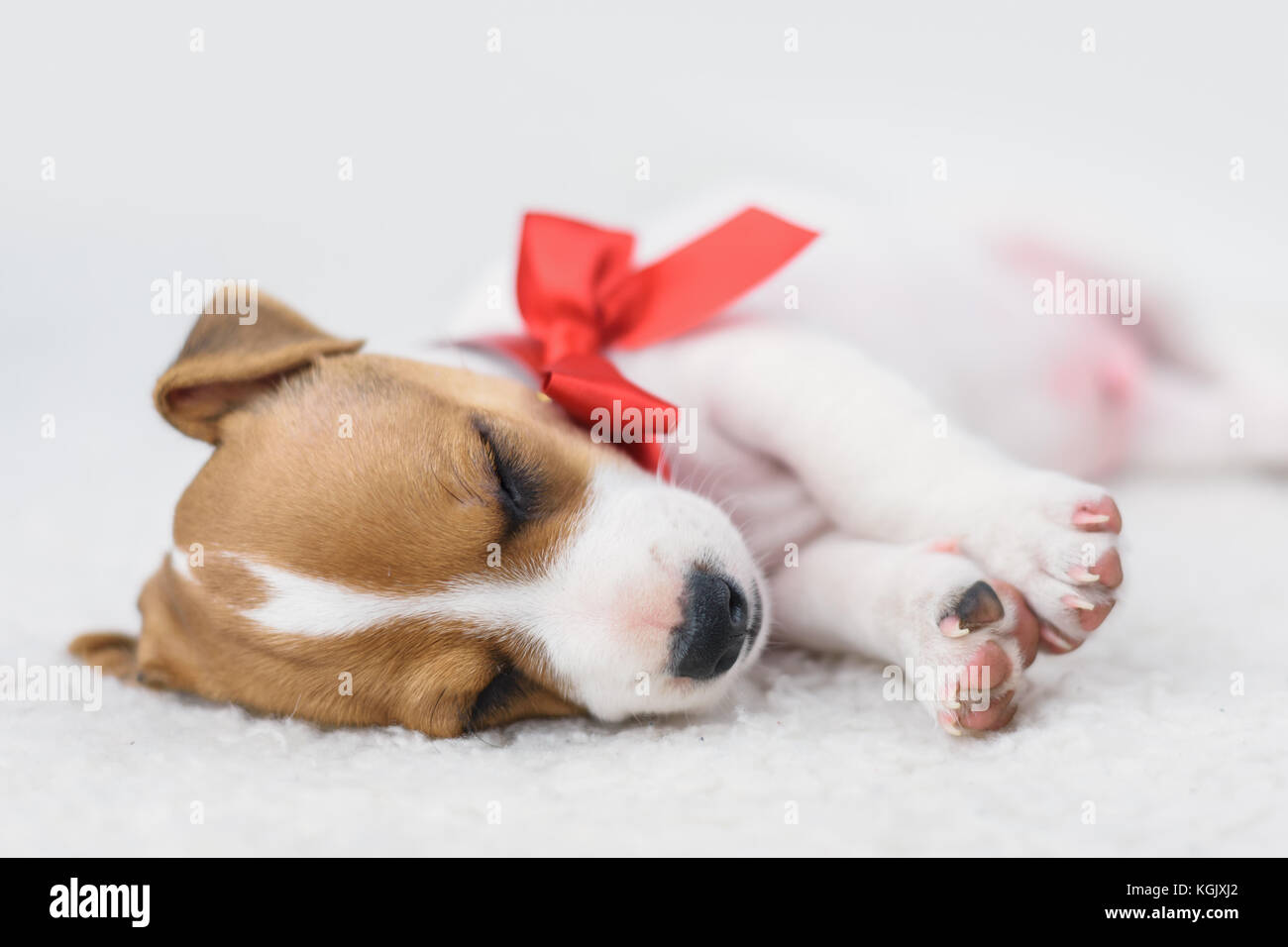 Jack Russel cucciolo con fiocco rosso Foto Stock