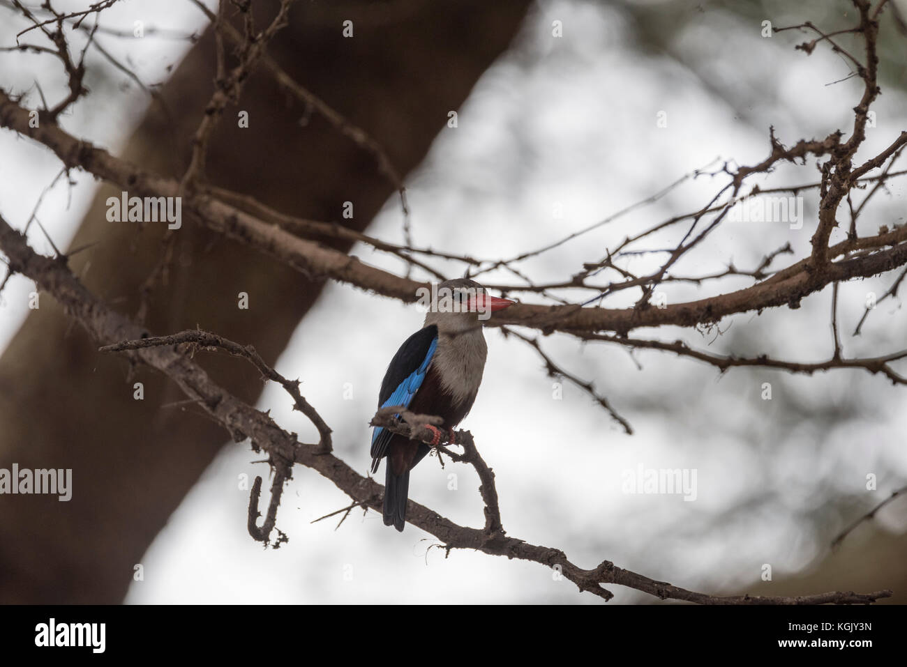 Un Gray-Headed Kingfisher (Halcyon leucocephala) arroccato in una struttura ad albero Foto Stock
