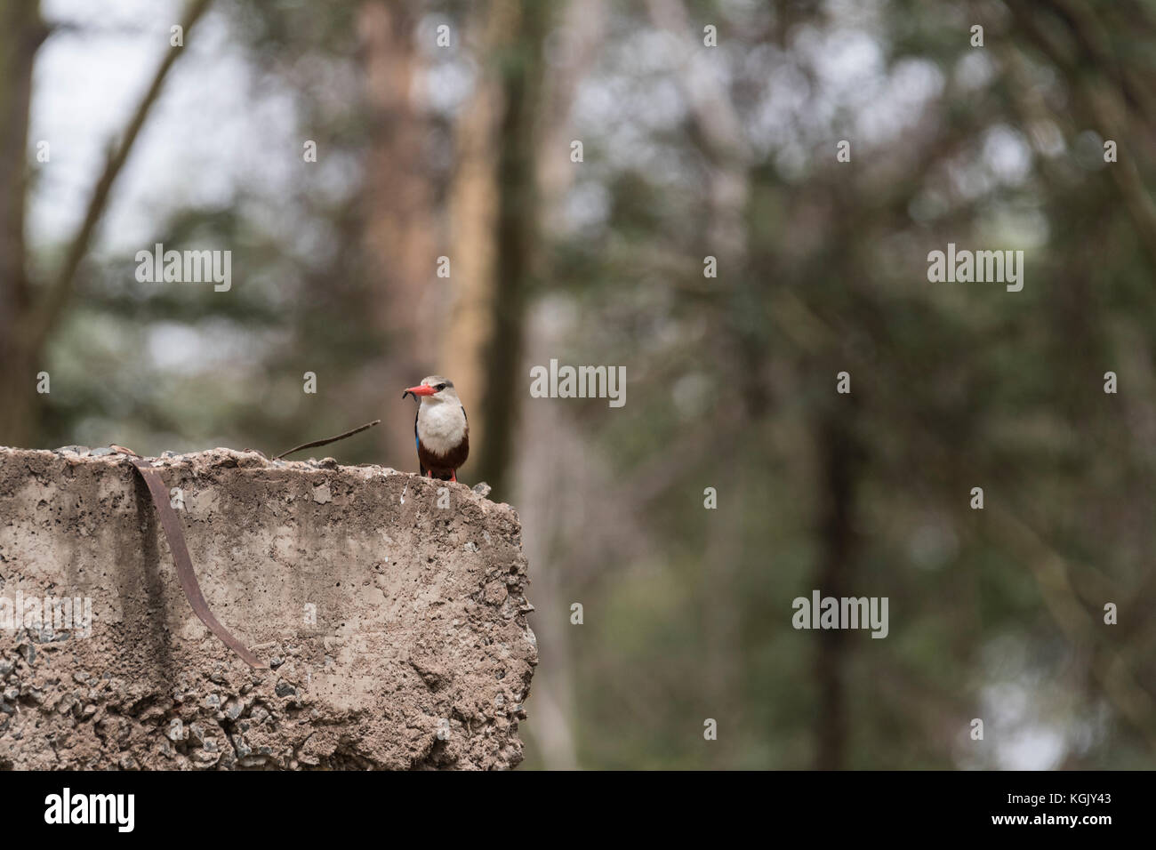 Un Gray-Headed Kingfisher (Halcyon leucocephala) con alimento probabilmente un maggiolino grub Foto Stock