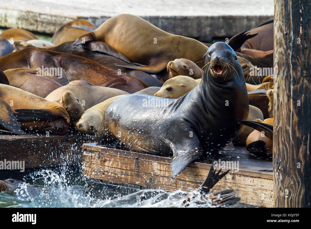 I leoni di mare crogiolarsi al sole o il molo di San Francisco con un maschio bull cercando Foto Stock