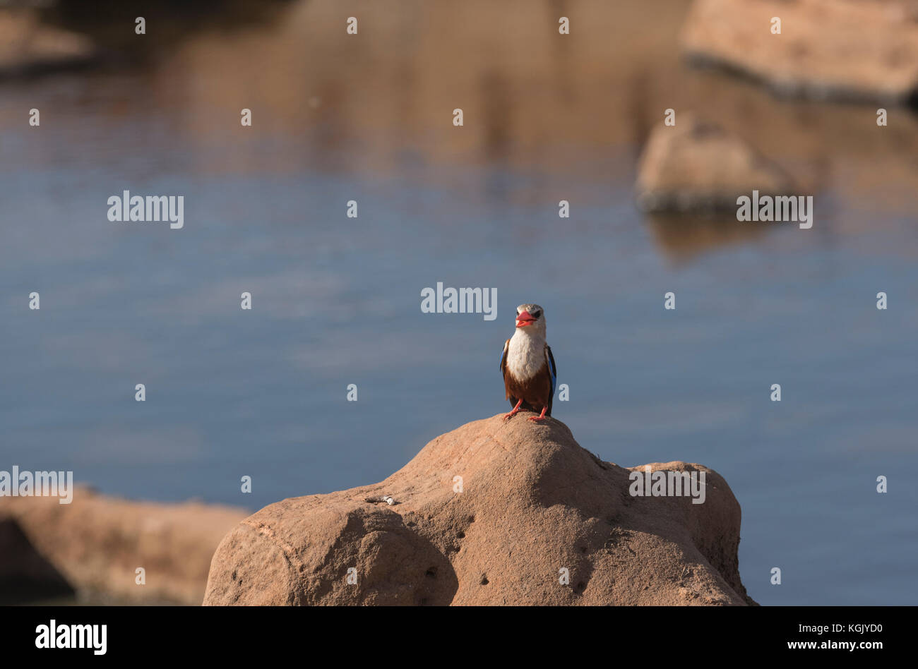 Una vocazione Gray-Headed Kingfisher (Halcyon leucocephala) Foto Stock