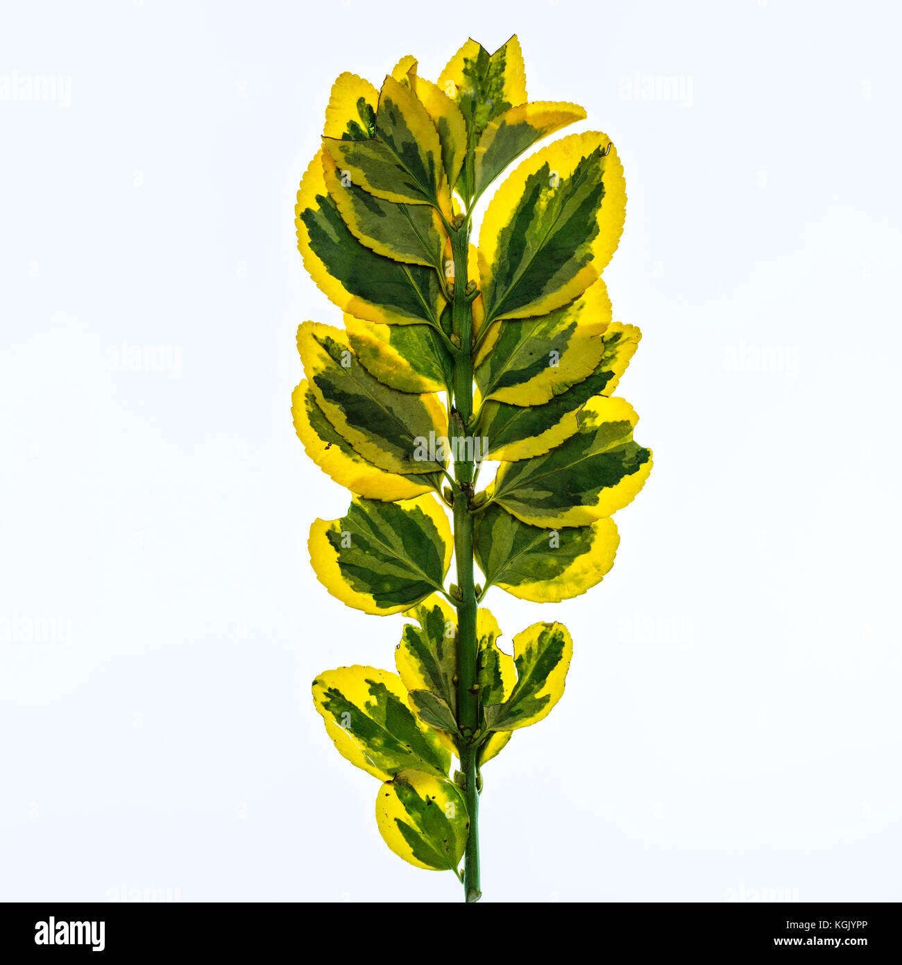 Un ramo pressato di Euonymus japonicus, un arbusto sempreverde, contro uno sfondo bianco. Oklahoma, Stati Uniti d'America. Foto Stock