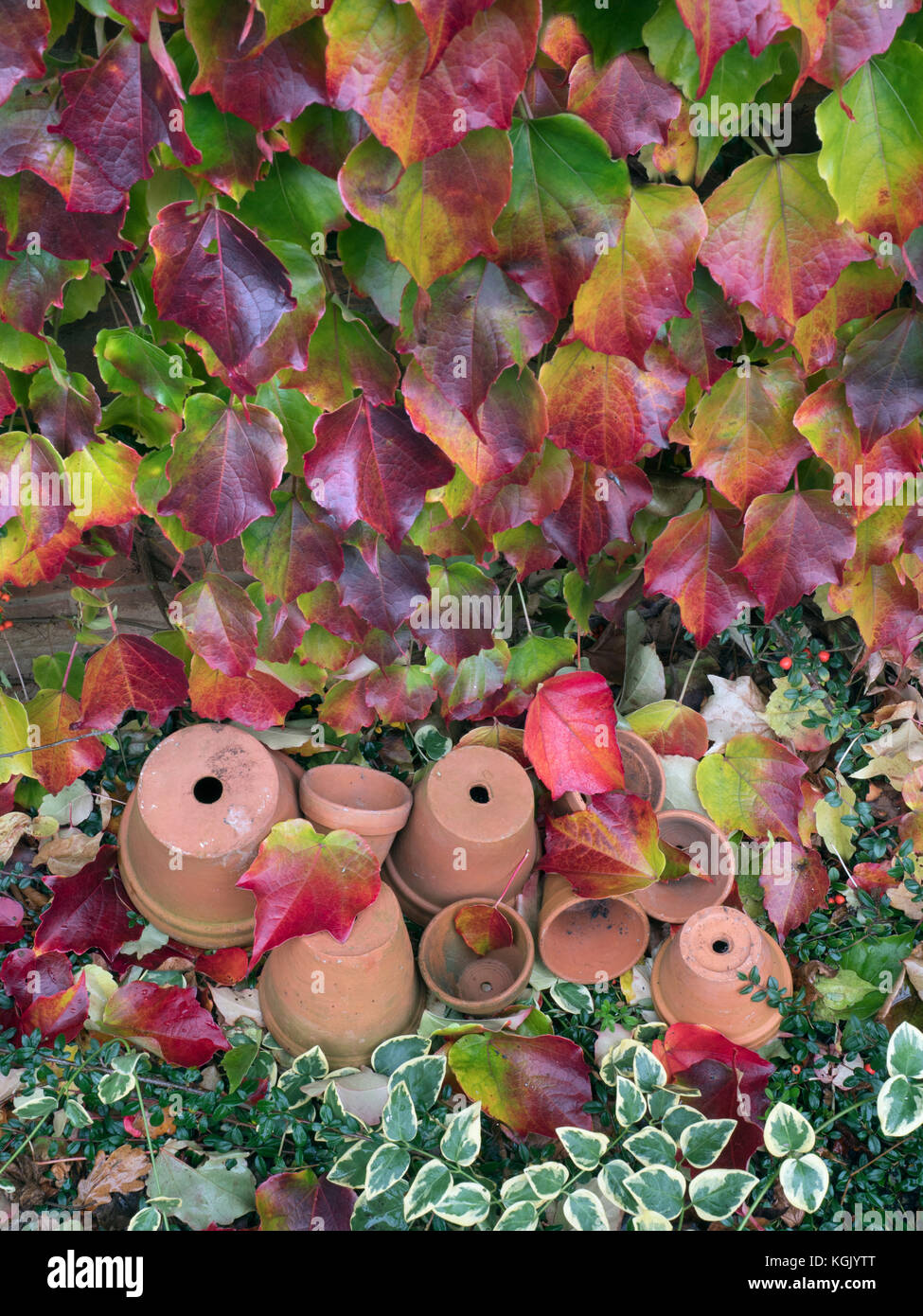 Tera cotta vasi di fiori e foglie caduti del superriduttore della Virginia Parthenocissus quinquefolia Foto Stock