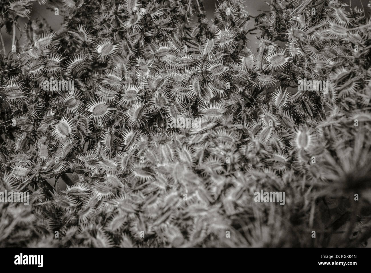 Primo piano bianco e nero dei semi di ceci della carota di WID / Daucus. Famiglia del prezzemolo della mucca. Foto Stock
