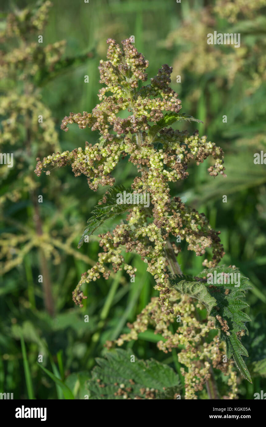 Comune di ortica / Urtica dioica semi in via di sviluppo dopo la fioritura di piante. Ortica sono commestibili e sono stati usati in erbe / medicina popolare. Foto Stock