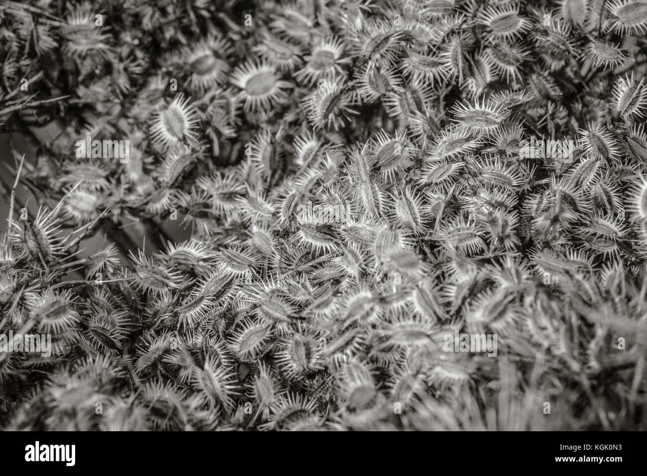 Primo piano bianco e nero dei semi di ceci della carota di WID / Daucus. Famiglia del prezzemolo della mucca. Foto Stock